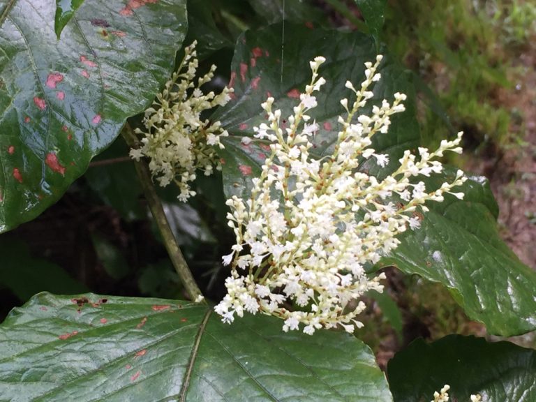 UNADJUSTEDNONRAW thumb 4047 768x576