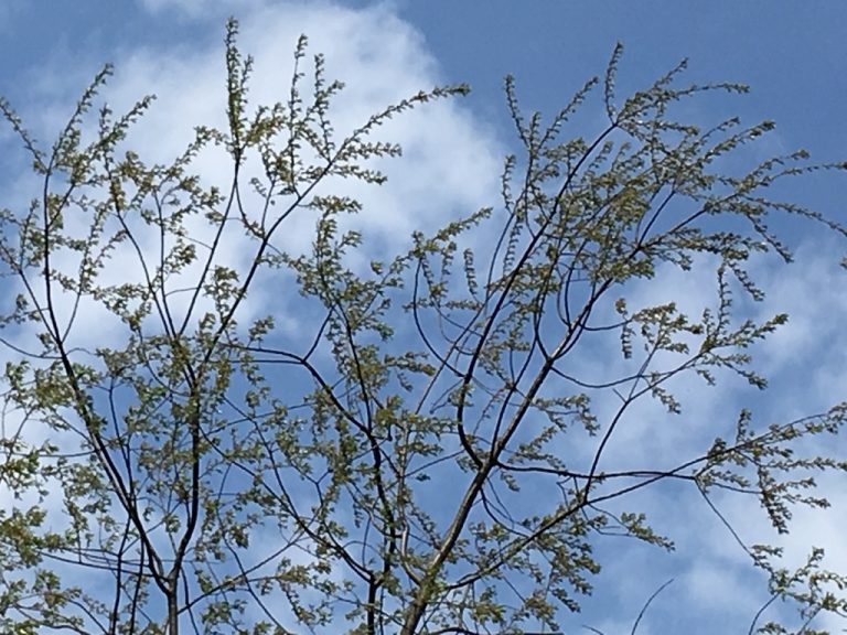 UNADJUSTEDNONRAW thumb 4892 768x576