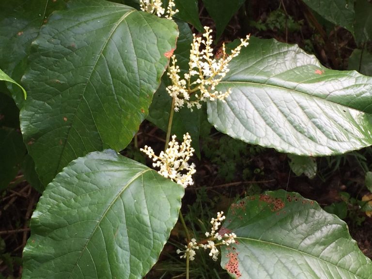 UNADJUSTEDNONRAW thumb 4a9d 768x576