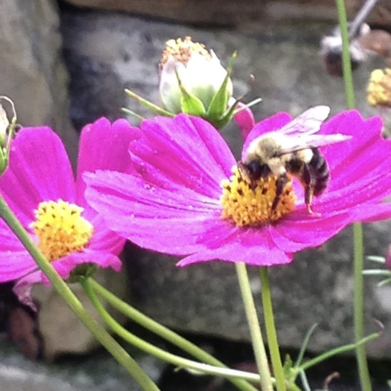 UNADJUSTEDNONRAW thumb 509c 768x768