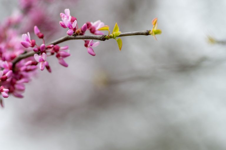 Flower PIC 768x512