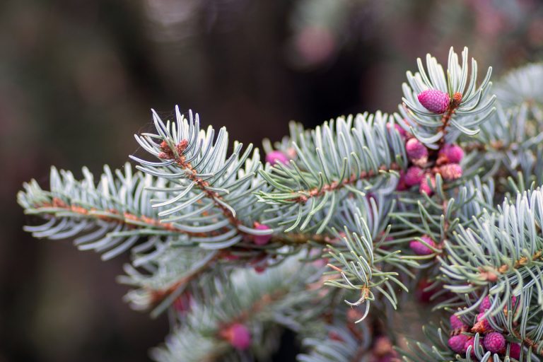 Tree PIC 768x512